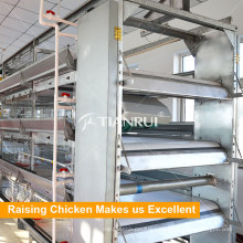 Tianrui Automatic Chicken Sistema de eliminación de estiércol para equipos avícolas